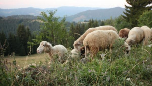 Започна изплащането на националните доплащания за овце и кози