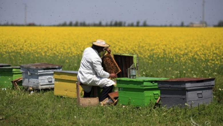 Мария Габриел настоява пред ЕК за подпомагане на пчеларския сектор