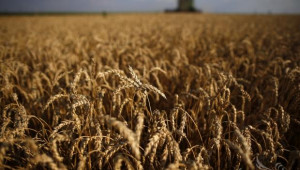Украйна, Русия и Казахстан създават съвместен Съюз по зърното - Agri.bg