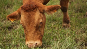Евростат: Броят на млечните крави в България пада с 13% за три години (ВИДЕО) - Agri.bg