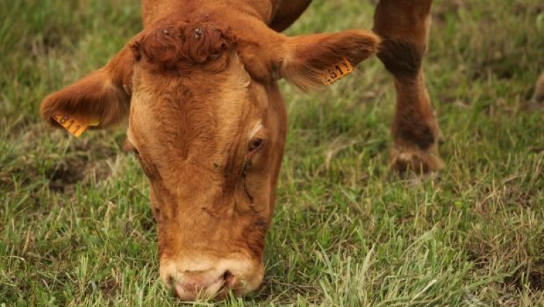 Евростат: Броят на млечните крави в България пада с 13% за три години (ВИДЕО)
