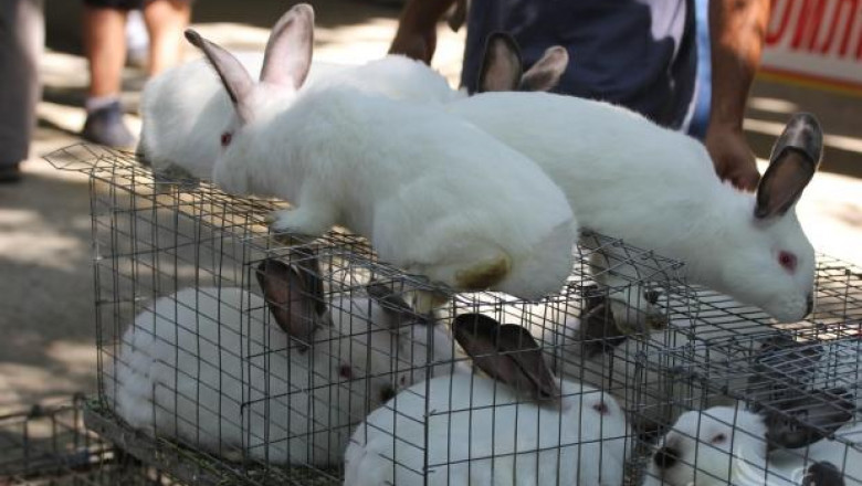 Няма регламентиран пазар за животни във Видинско
