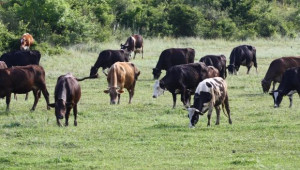 ДФЗ преведе 30 219 000 лв субсидии за глава животно на говедовъдите