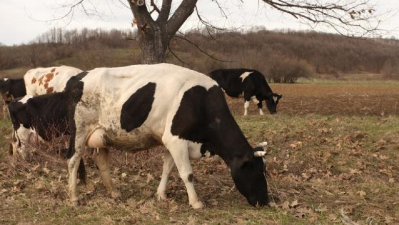 Ауди блъсна и уби две крави в Кърджалийско