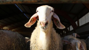 Български овцевъди посетиха ферми в Испания (ВИДЕО) - Agri.bg