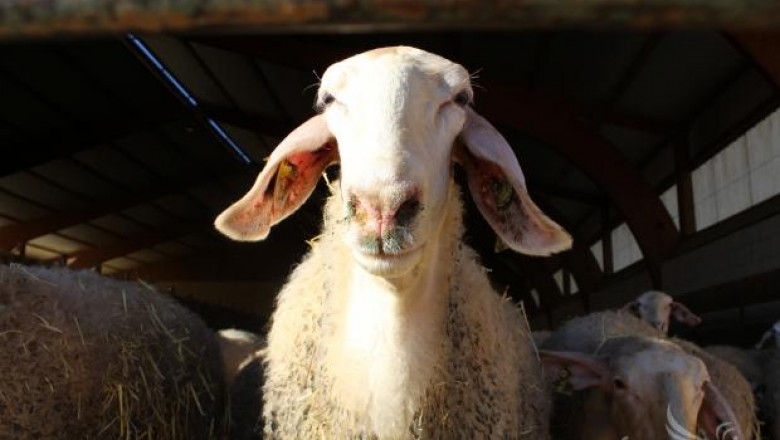 Български овцевъди посетиха ферми в Испания (ВИДЕО)