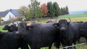 Биволовъди обсъдиха пазара на биволско месо и мляко на среща в Германия - Agri.bg