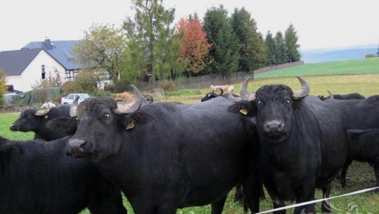 Биволовъди обсъдиха пазара на биволско месо и мляко на среща в Германия