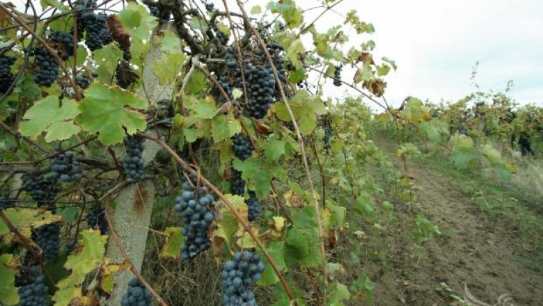 МЗХ очаква 250 хил. тона качествено винено грозде през тази година