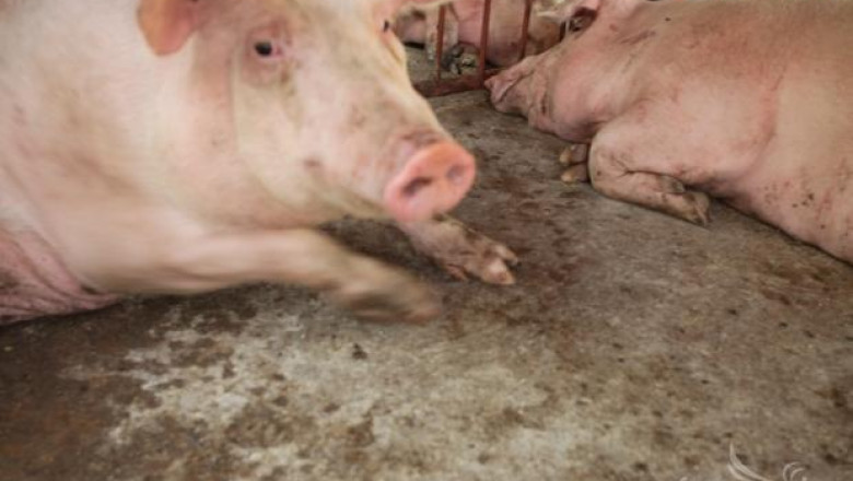 Съставиха акт на свинекомплекса в пазарджишкото село Априлци