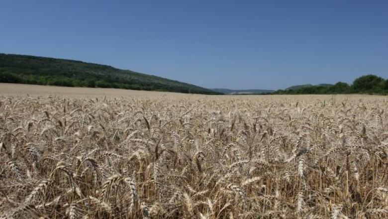 Очаква се чувствителен спад на рентите заради ниските цени на зърното
