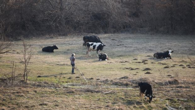 Спешни мерки срещу заразни болести по животните предприемат в Бургаско