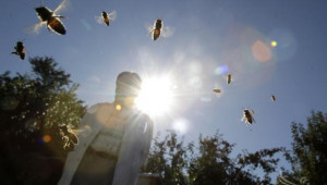 Мирана Илиева: Отчитаме пчеларска година със сериозни загуби (ИНТЕРВЮ) - Agri.bg