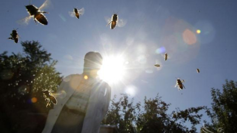 Мирана Илиева: Отчитаме пчеларска година със сериозни загуби (ИНТЕРВЮ)