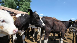 Немска фирма строи модерна кравеферма за 2 000 животни в Добруджанско село - Agri.bg