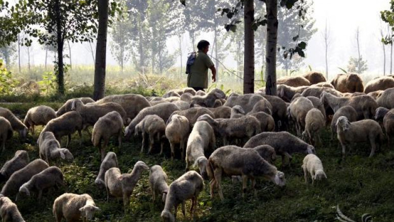 Видинските ветеринари са в повишена готовност заради шарка по овцете