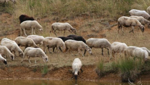 Заразените с шарка овце в село Кочан са умъртвени, организира се загробването им - Agri.bg