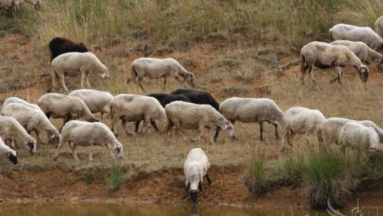 Заразените с шарка овце в село Кочан са умъртвени, организира се загробването им
