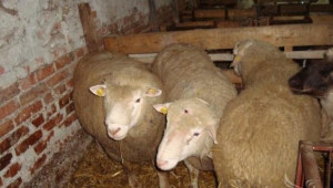 Изложение на овце Ил дьо Франс ще се проведе в Стара Загора - Agri.bg