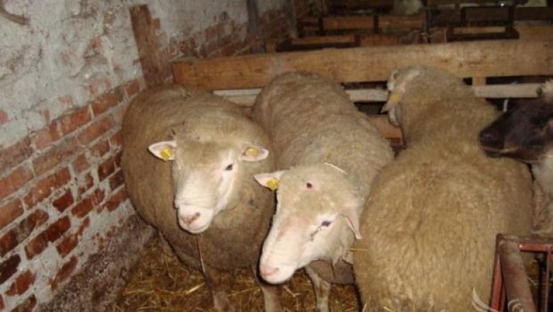 Изложение на овце Ил дьо Франс ще се проведе в Стара Загора