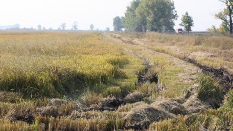 Около 500 кг/дка са добивите от ориз в област Пазарджик