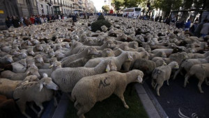 Над 2000 овце преминаха през центъра на испанската столица Мадрид - Agri.bg