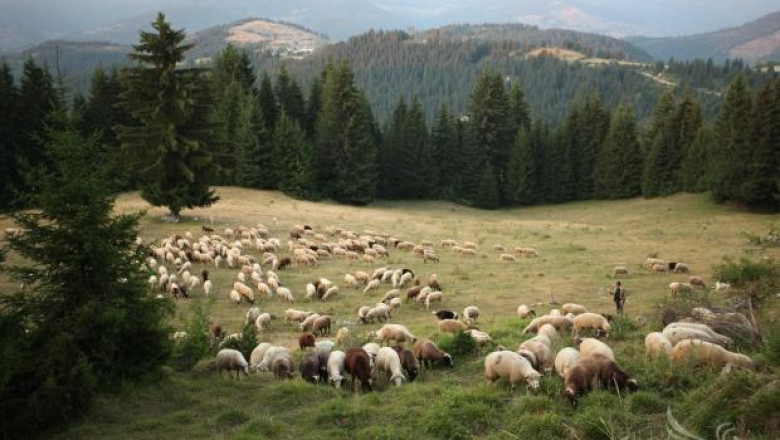 229 животни в Гоце Делчев са заразени с шарка и трябва да бъдат унищожени