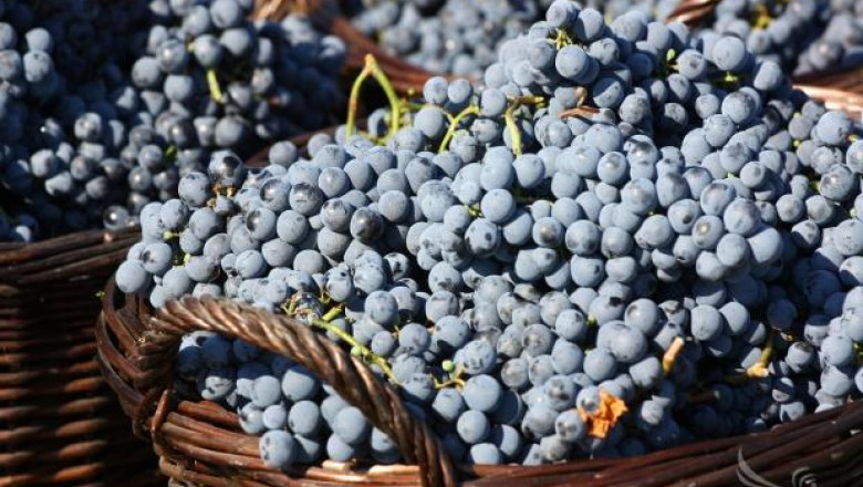 Започва Фестивалът на Дунавското вино и грозде