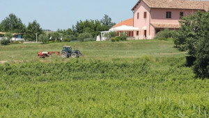 Мярка 141 Полупазарни стопанства ще бъде отворена догодина - Agri.bg
