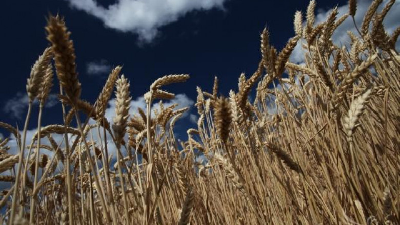 НАЗ: Обратното начисляване на ДДС за зърното пада на гърба на фермерите!