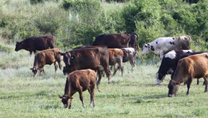 Фермери от Пазарджик: Биологичното животновъдство е трудоемко - Agri.bg