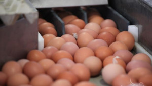 Яйцата в България и ЕС поевтиняват значително за година - Agri.bg