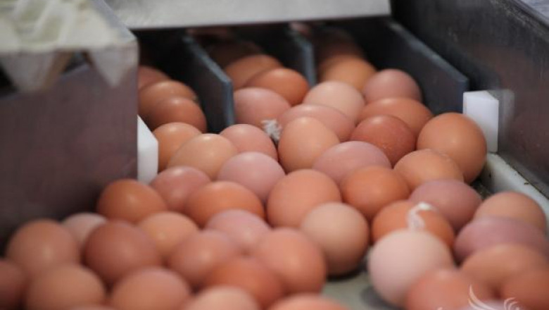 Яйцата в България и ЕС поевтиняват значително за година