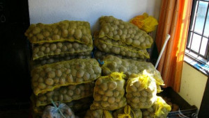 509 кг/дка е средният добив от картофи във Видинска област - Agri.bg