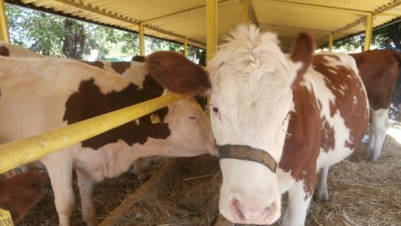 БГ крави дефилираха на изложение в Словения