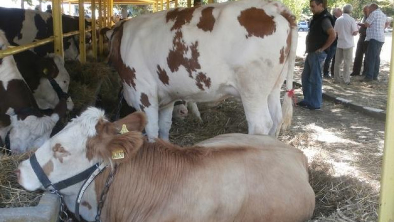 Национално изложение по говедовъдство се проведе край Сливен (ВИДЕО)