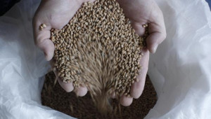 ССА: Търсенето на българска пшеница за посев бележи скок - Agri.bg