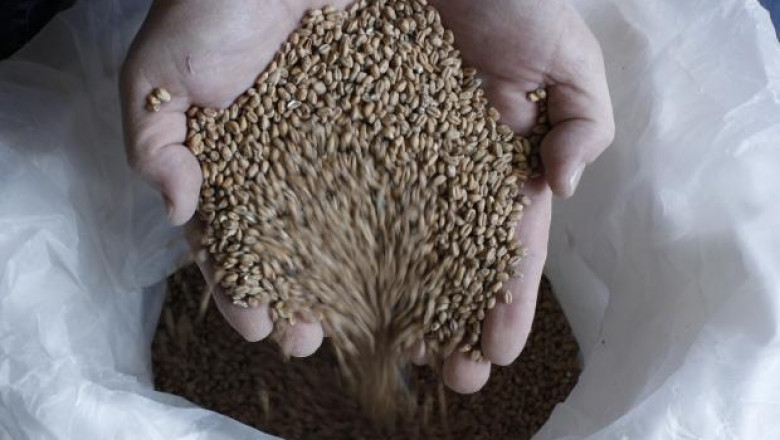 ССА: Търсенето на българска пшеница за посев бележи скок