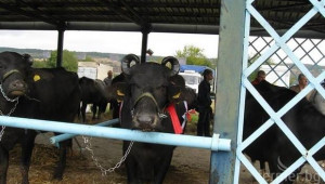 Биволовъдството е в "задния двор" на животновъдството, смятат от сектора - Agri.bg