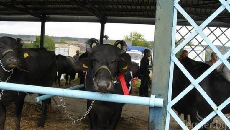 Биволовъдството е в "задния двор" на животновъдството, смятат от сектора