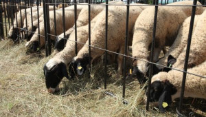 ИФК – Плевен увеличава чистопородно стадо от Плевенска черноглава овца - Agri.bg