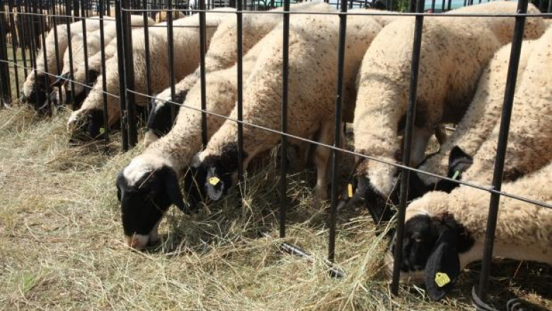 ИФК – Плевен увеличава чистопородно стадо от Плевенска черноглава овца