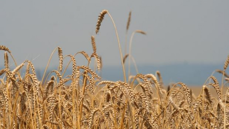 Картел за цените на зърното подозират производители