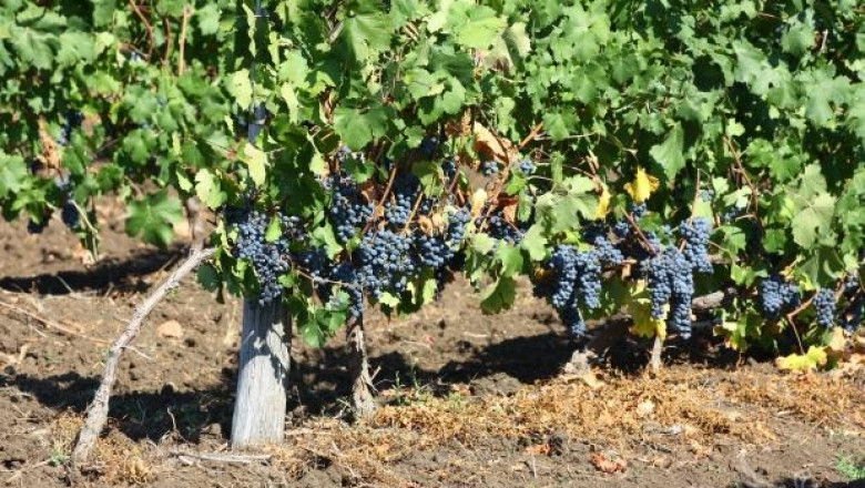 Откраднаха 1 тон грозде от лозе в района на Сандански