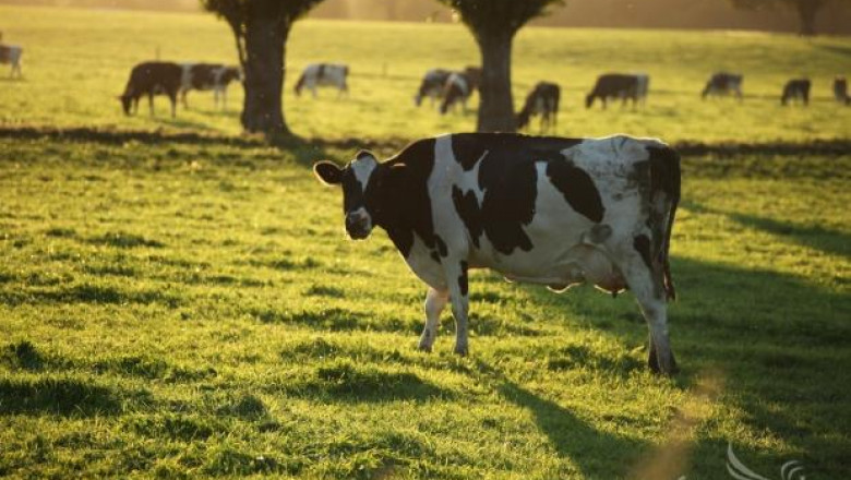 Семинар за млечното говедовъдство се провежда днес в Сливен