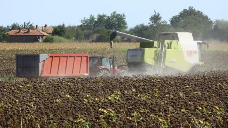 Добивите от слънчоглед и царевица в Плевенско са между 300-350 кг/дка