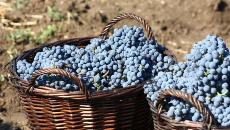 1000 кг. от декар винени сортове берат лозарите в Силистренско