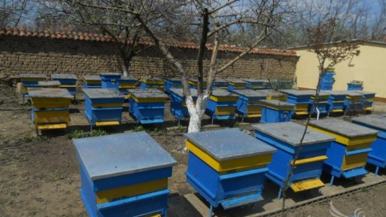 Добра пчеларска година отчетоха пчелари от видинско село