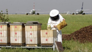 Пчелар създаде пчелин с кошери на летище Вацлав Хагел в Прага - Agri.bg