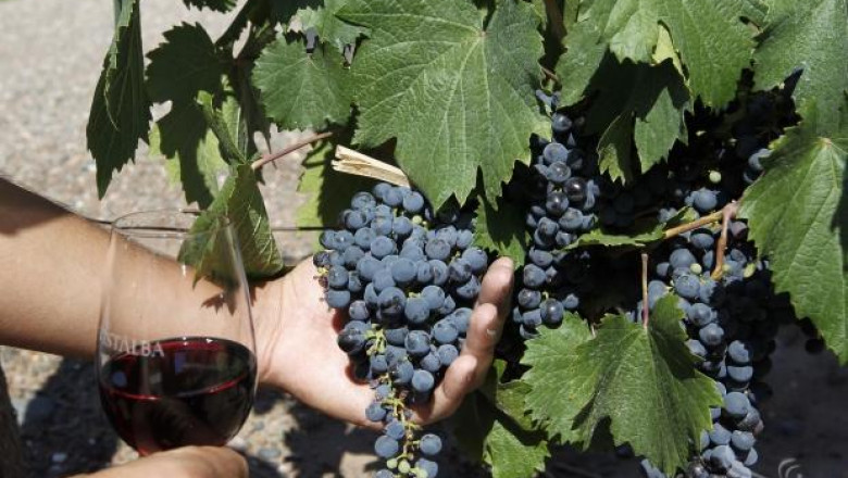 С 30% по-добра реколта от грозде прибират биолозари в Пиринско  (интервю)
